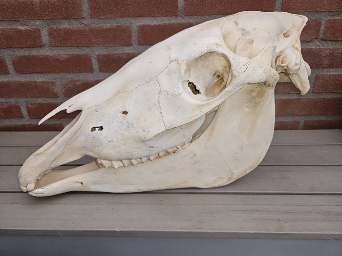 Domestic Horse Skull - Taxidermy full body mount - Equus ferus caballus - 30 cm - 55 cm - 20 cm - non-CITES species