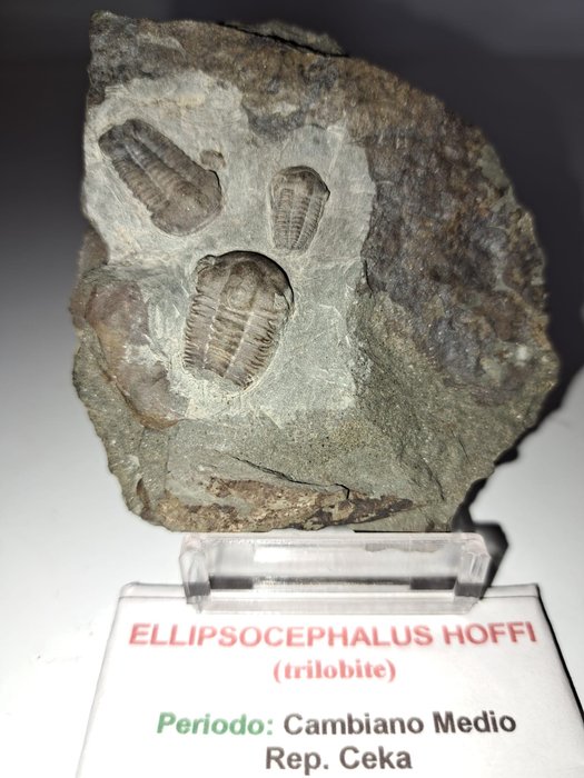 Trylobit - Skamieniałe zwierzę - Ellipsocephalus hoffi - 9 cm - 8 cm