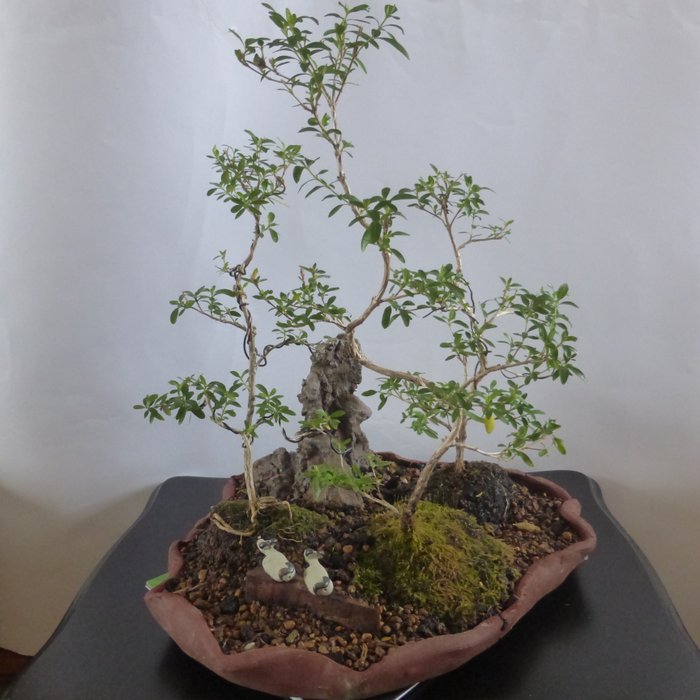 Snow rose bonsai (Serissa foetida) - 高度 (樹): 37 cm - 荷蘭