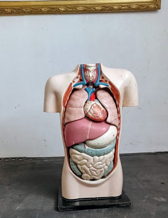 解剖模型 - 石膏 - 1950-1960