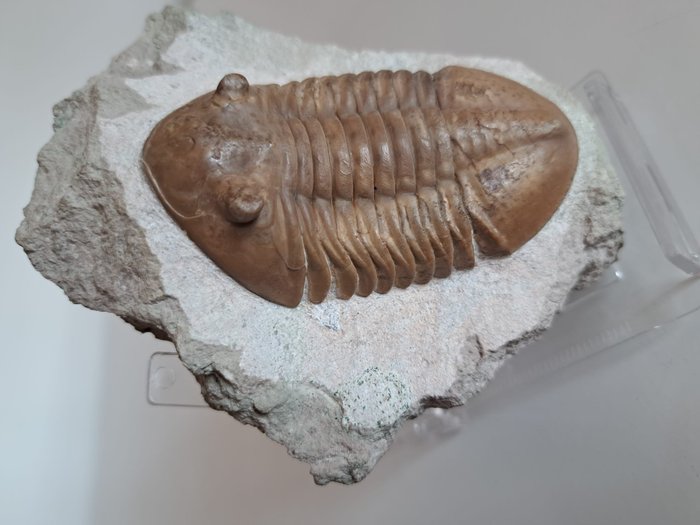 三叶虫 - 在母体上 - Asaphus Intermedius - 4×10×13 cm