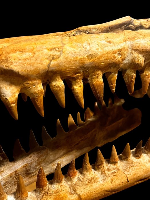Mosasaurio - Animal fosilizado - Reptile marin - 1500 mm - 3900 mm