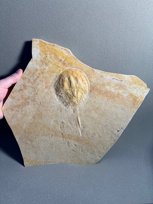 Krab podkowy z bieżnią - Matryca (skamieniałości) - Mesolimulus walchi - 36 cm - 31 cm