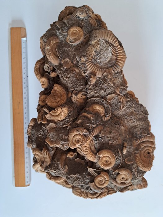 Ammonit - Forstenet dyr - Dactylioceras athleticum - 35 cm - 20 cm
