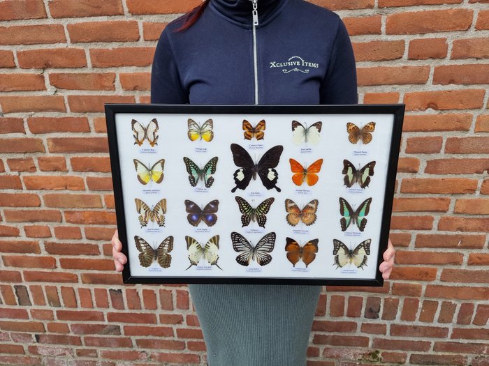 Display frame - (XL) Real Named Butterflies  - Glass, Wood