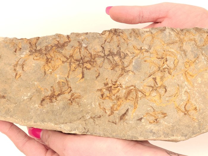 Starfish - Fossilised animal - 40 cm  (No Reserve Price)
