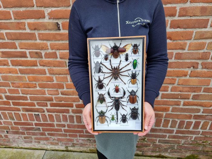 Cadre - avec de vrais insectes exotiques  - Bois, Verre