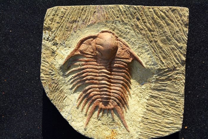 Trilobiet - Fossiele plaatmatrix - 6.2 cm - 5 cm