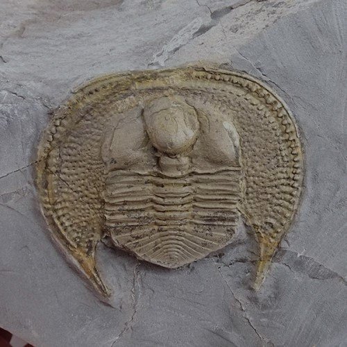 Trilobite - Fossil plate matrix - Declivolithus titan - 3.8 cm - 4.2 cm