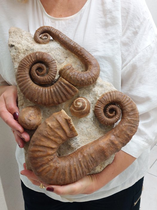 Beau groupe d'ammonites - Animal fossilisé - Ancyloceras & Crioceras - 40 cm - 30 cm