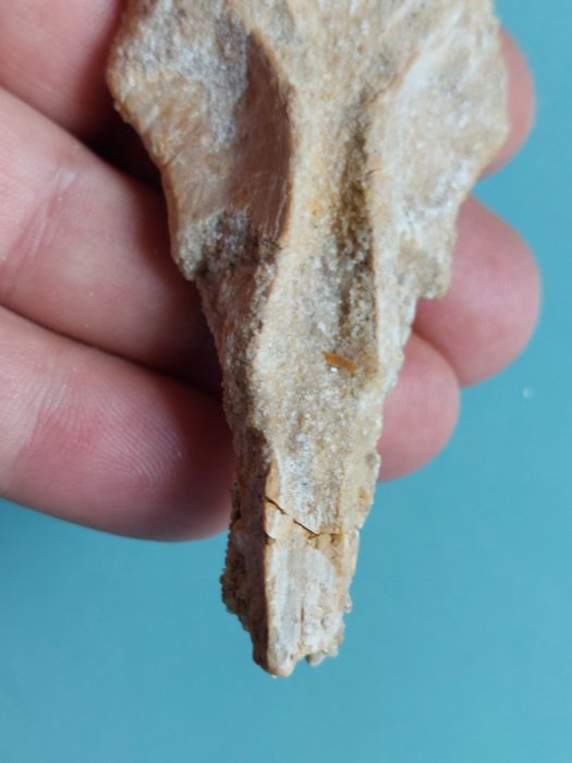 翼龙 - 动物化石 - Coloborhynchus araripensis Röhrenknochen - 80 mm - 40 mm