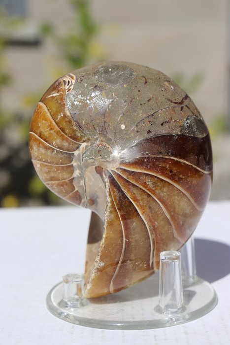 Nautilus - Animale fosilizate - 9.5 cm - 7 cm
