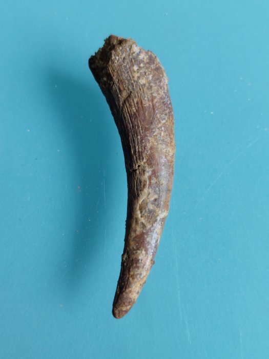 Ptérosaure - Dent fossile - Coloborhynchus araripensis - 40 mm - 10 mm  (Sans Prix de Réserve)