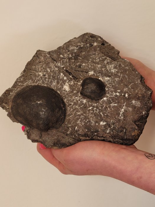 貝殼化石 - 19 cm  (沒有保留價)