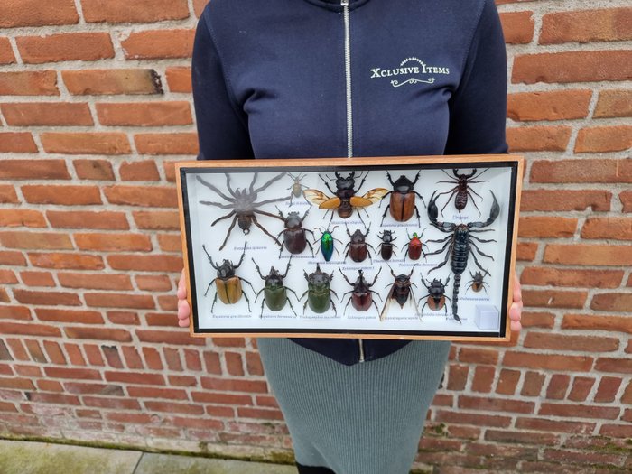 Frame - with Exotic Real Insects  - Glass, Wood
