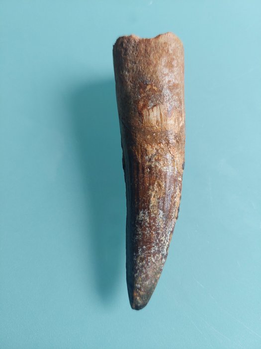 恐龙 - 牙齿化石 - Spinosaurus aegyptiacus - 80 mm - 23 mm