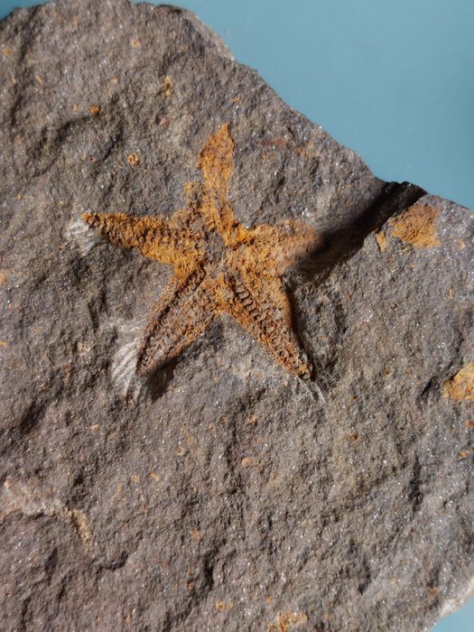 Very large plastically preserved starfish - Fossil plate matrix - Seestern - 140 mm - 120 mm
