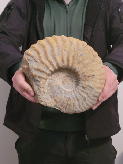 Ammonite - Απολιθωμένο ζώο - 23 cm - 29 cm