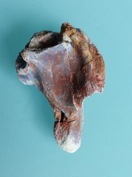 Spinosauro - Osso vertebrale fossile - 65 mm - 40 mm  (Senza Prezzo di Riserva)