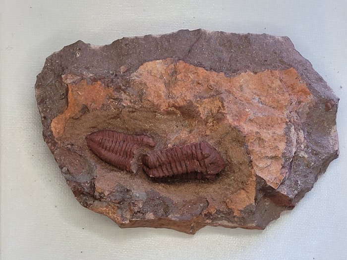 三叶虫 - 动物化石 - 9.8 cm - 15.6 cm