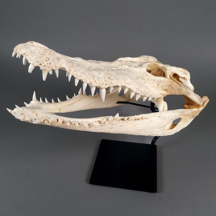 Σιαμέζος κροκόδειλος Κρανίο - Crocodylus siamensis (with farm tag) - 12.5 cm - 9 cm - 28 cm- CITES Προσάρτημα Ι - Πηγή Δ
