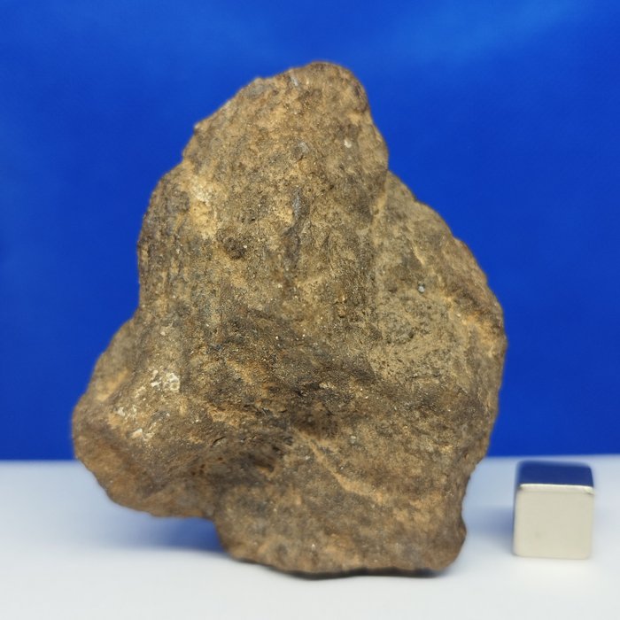 XL 頑火輝石球粒隕石！！！來自水星軌道！ Al Haggounia 001隕石，“EL4-7”。無底價！！ - 119 g
