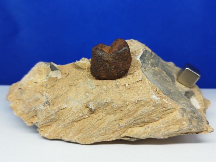 鐵隕石 + 碎錐 -impaktite- XL。 來自 AGOUDAL（摩洛哥阿特拉斯）的收藏。 - 343 g