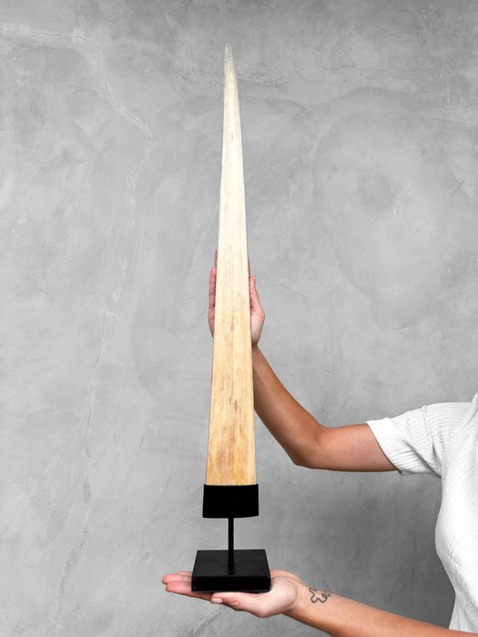 KEIN MINDESTPREIS - Schwertfisch - Großer Schwertfischstoßzahn auf einem maßgefertigten Sockel Rostrum auf Ständer - Xiphias gladius - 84 cm - 7 cm - 7 cm- Nicht-CITES-Arten