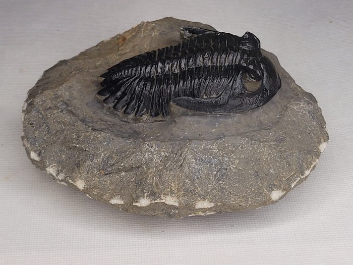 Trilobit - Animale fosilizate - PERFECT EYES - 10 cm  (Fără preț de rezervă)