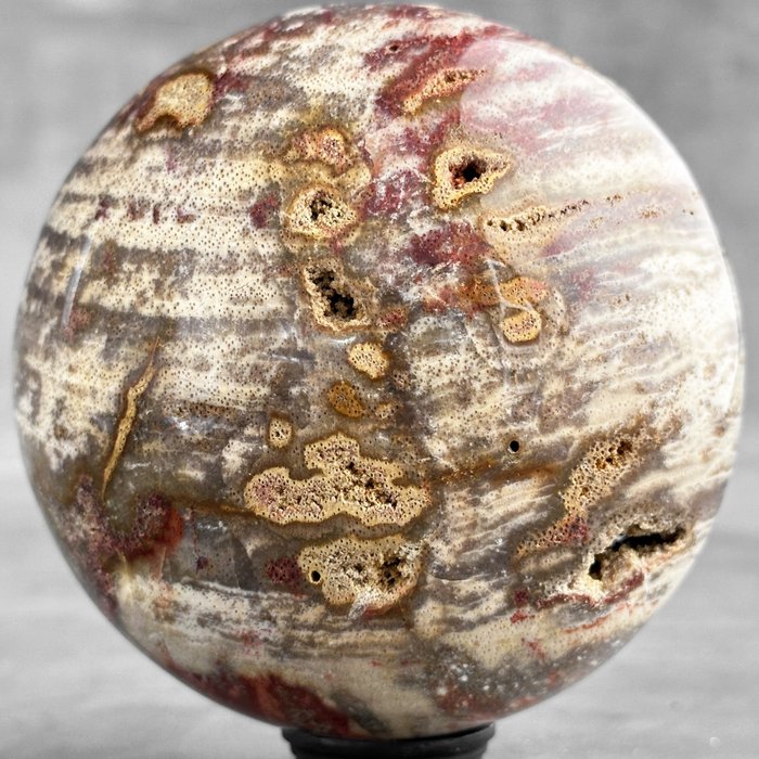 無底價 - 訂製支架上美麗的矽化木球 - 化石木材 - Petrified Wood  (沒有保留價)