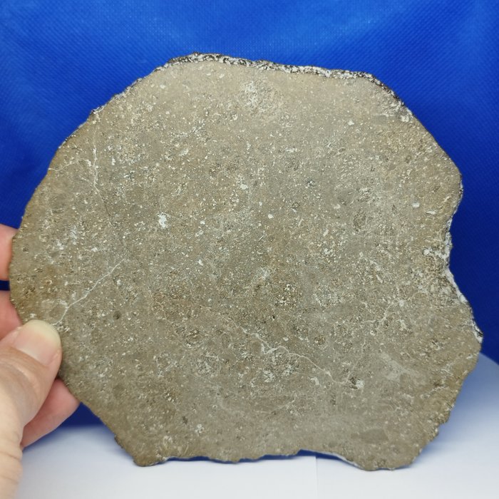 XXL EUCRITE 陨石切片。新“JIKHARRA 001”（利比亚，2022 年）-来自 VESTA 的球粒陨石- 无底价！！！ - 高度: 15 cm - 宽度: 14 cm - 124 g