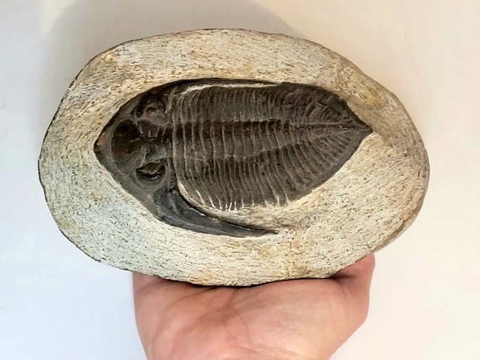 Trilobite - Fosszilizálódott állat - Huge trilobite - 15 cm