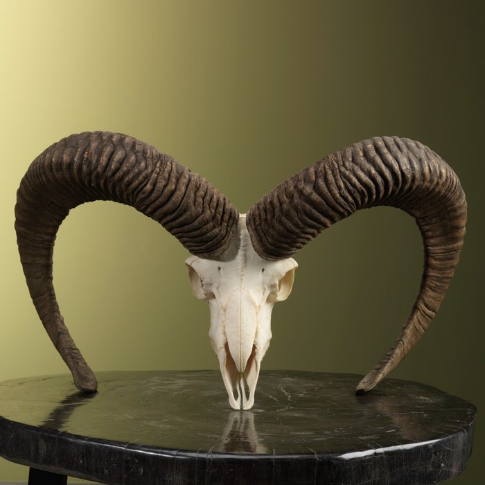 大欧洲盘羊头骨 - 动物标本剥制全身支架 - Ovis gmelini - 31 cm - 53 cm - 26 cm - 非《濒危物种公约》物种