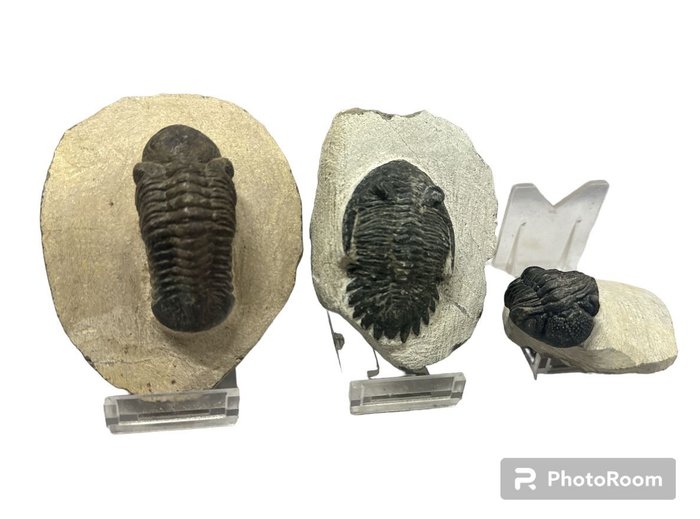 Kivettynyt eläin - Trilobites - 10 cm - 9 cm