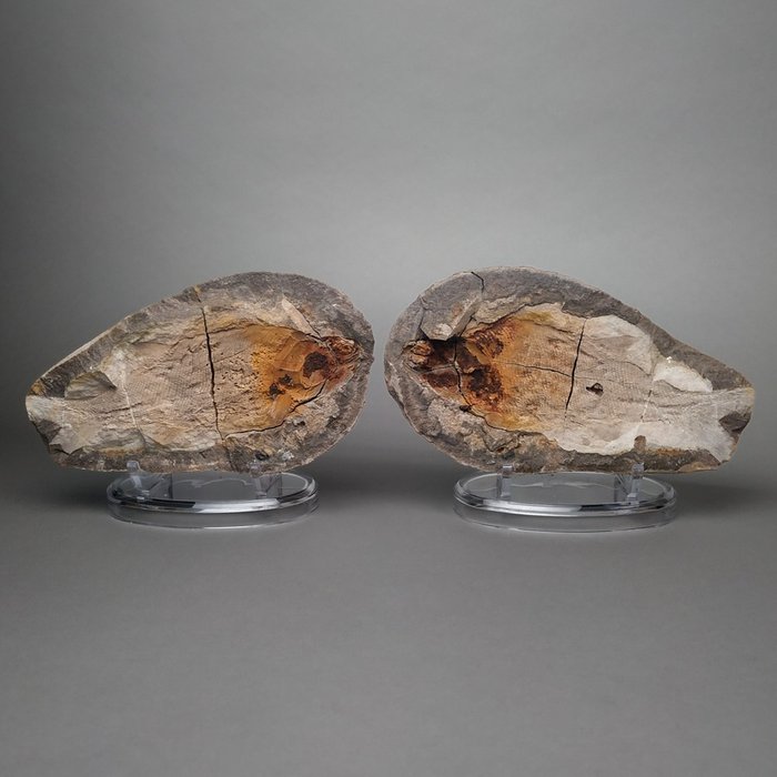 Fossiele vissen - Fossiele plaatmatrix - Paracentophorus madagascariensis - 16 cm - 9 cm