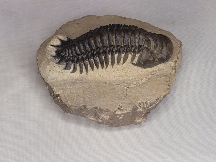 Trilobite - Fossil tann - 10 cm