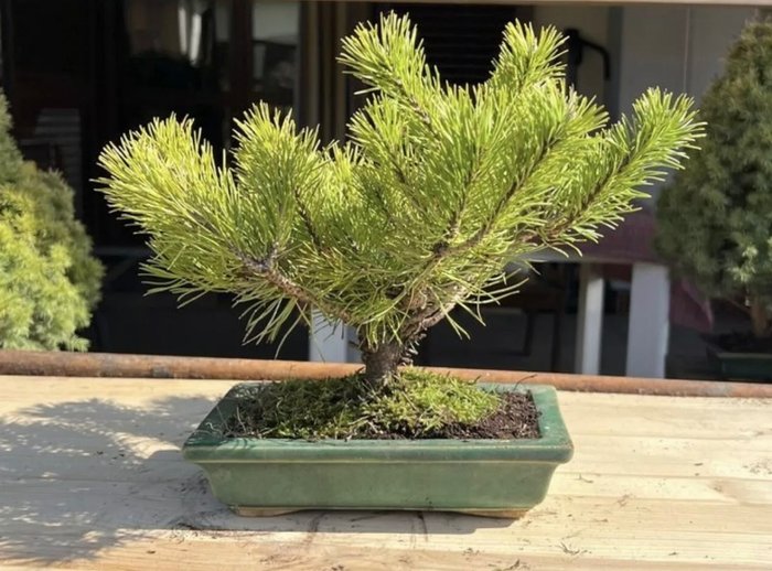 Kiefernbonsai (Pinus) - Höhe (Baum): 24 cm - Tiefe (Baum): 38 cm - Japan