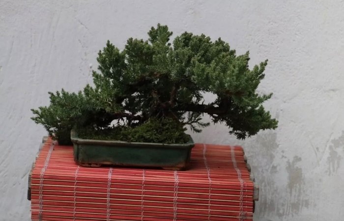 Juniper bonsai (Juniperus) - 高度 (樹): 18 cm - 深度 (樹): 41 cm - 日本