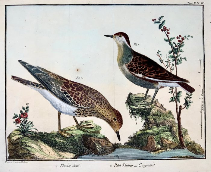 Lot of 3 plates by Martinet (b1725), for Brisson - Plover [Pluvier], Blackbirds, hand colour, ornithology - 1760