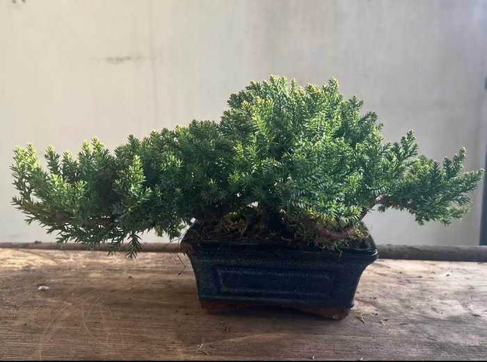 Enebærtræs bonsai (Juniperus) - Højde (Træ): 14 cm - Dybde (Træ): 40 cm - Japan