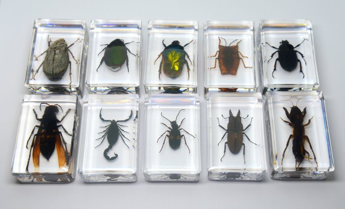 Lott på 10 x Taksidermi Insekter og leddyr Utstopping av kropp i naturlig størrelse - Insect - 44 mm - 28 mm - 16 mm