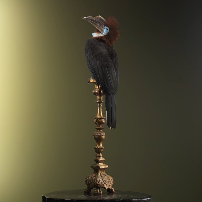 Black-casqued Hornbill - Taxidermie volledige montage - Ceratogymna atrata - 94 cm - 17 cm - 17 cm - Geen-CITES-soort
