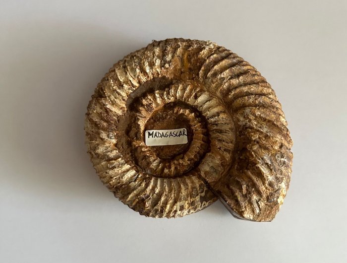 Ammonit - Fossilt rygskjold - Perisphinctes - 12 cm - 10 cm