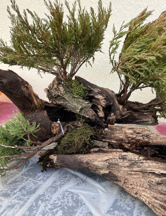 Juniper bonsai (Juniperus) - Magasság (fa): 53 cm - Mélység (fa): 75 cm - Japán