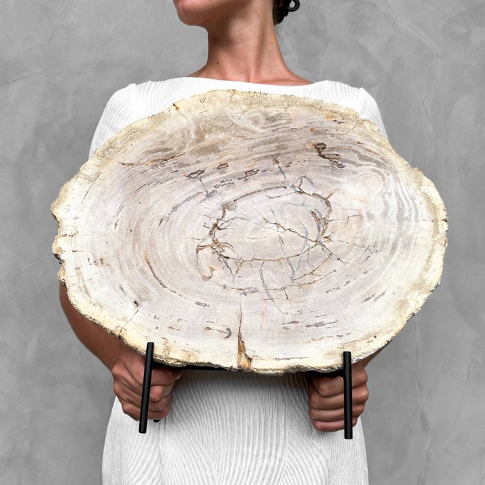 GEEN RESEREPRIJS - C - Prachtig stuk versteend hout met standaard - Gefossiliseerd hout - Petrified Wood - 37 cm - 41 cm  (Zonder Minimumprijs)