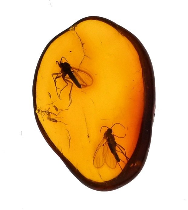 Baltic Amber with Two Detailed Sciaridae (Gnat) - Fossil cabochon