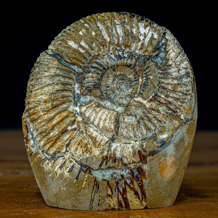 Rare! First Quality Natural Ammonite Fossil in Septarian-Matrix- 801.24 g