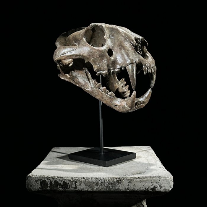 无底价 - 展台上令人惊叹的虎头骨复制品 - 博物馆品质 - 棕色 - 树脂 - 动物标本复制支架 - Panthera Tigris - 30 cm - 20 cm - 27 cm