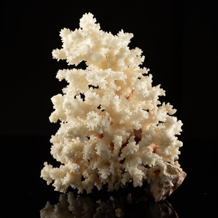 Koralle Koralle - Polcillopora Verrucosa