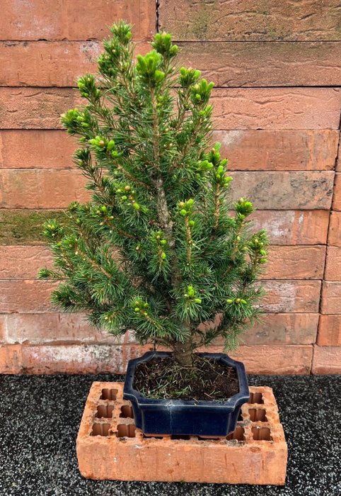 Spruce bonsai (Picea) - 高度 (樹): 42 cm - 深度 (樹): 27 cm - 日本